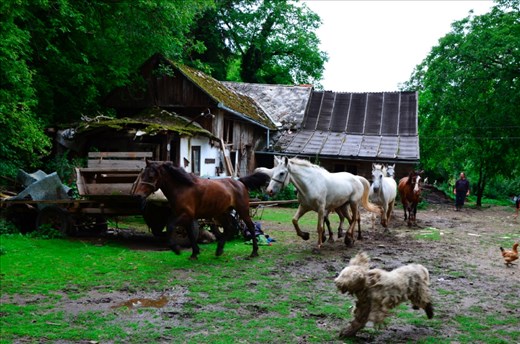The owners of these horses decided to leave the city and now live in countryside. They have a lot of horses, dogs and goats. They are so happy with this kind of life and they look unaffected by the stresses of modern live. 