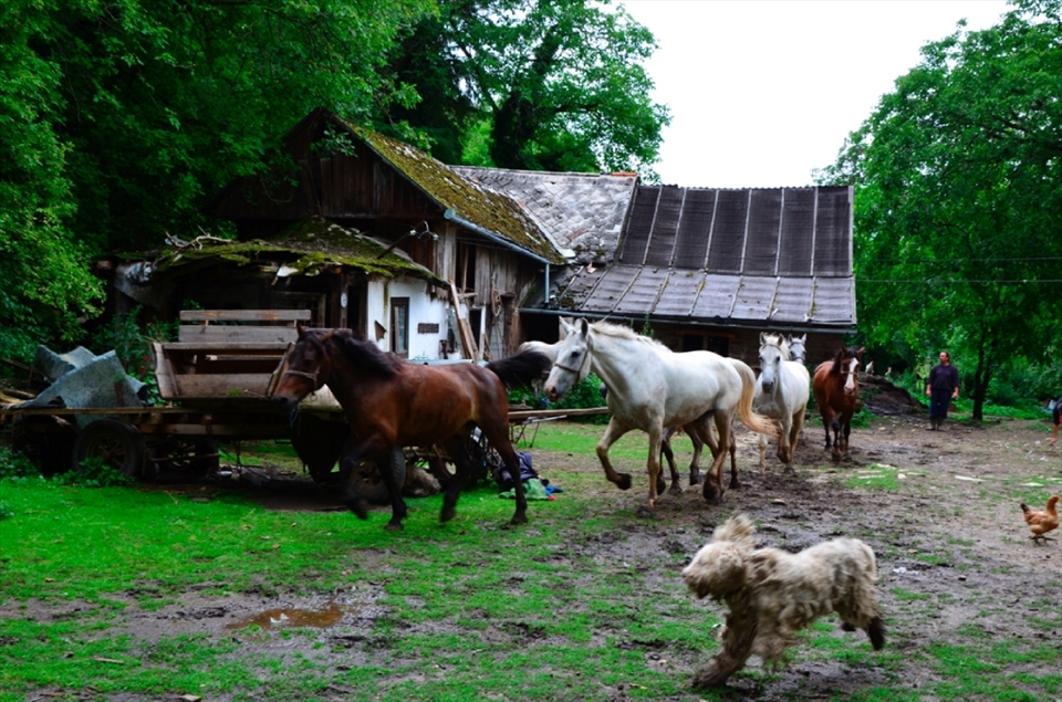 The owners of these horses decided to leave the city and now live in countryside. They have a lot of horses, dogs and goats. They are so happy with this kind of life and they look unaffected by the stresses of modern live. 