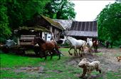 The owners of these horses decided to leave the city and now live in countryside. They have a lot of horses, dogs and goats. They are so happy with this kind of life and they look unaffected by the stresses of modern live. : by aiga, Views[328]