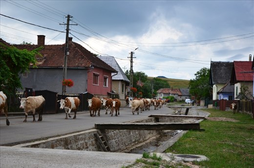 Sâncraiu – it is a village in Cluj County, Romania. Mix of modern life and tradition. Cows are coming home from pasture along the street of the village. Every cow knows where her home is. Amazing!