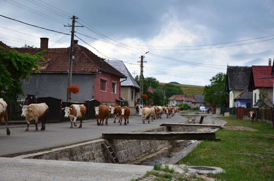 Sâncraiu – it is a village in Cluj County, Romania. Mix of modern life and tradition. Cows are coming home from pasture along the street of the village. Every cow knows where her home is. Amazing!