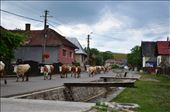 Sâncraiu – it is a village in Cluj County, Romania. Mix of modern life and tradition. Cows are coming home from pasture along the street of the village. Every cow knows where her home is. Amazing!: by aiga, Views[677]