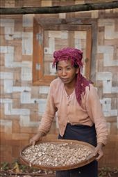 Unshelling the peanuts: by aimonaput, Views[261]