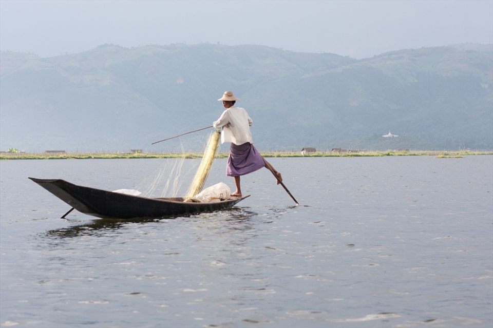 While on the other side a net is spread to catch these intentionally startled fish. The locals demonstrate their extreme skillfulness by standing at the stern and rowing with their leg as they are spreading the nets with their hands. 