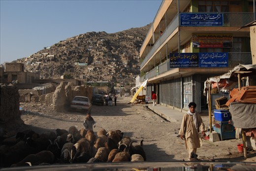 A combination of old and new buildings frame the young boys with their herd of sheep and goats, creating a typical Kabul traffic jam.

