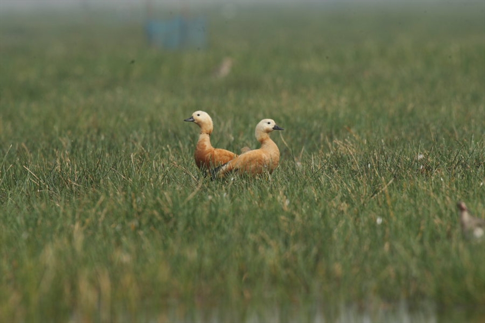 Rare migratory birds brahmini ducks seen from boats in the Chilika Lagoon