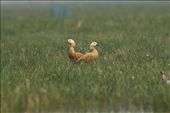 Rare migratory birds brahmini ducks seen from boats in the Chilika Lagoon: by ajay-chandwani, Views[1041]
