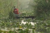 Fisherman in Nike tee shirt negotiating brackish waters of Chilika Lake: by ajay-chandwani, Views[952]