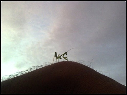 A bug's life. This little guy was happy sharing his journey when I clicked.