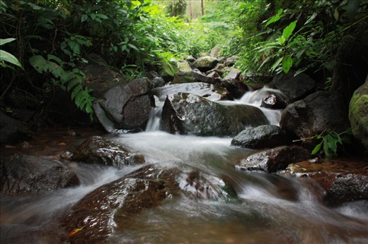 A tropical forest in Bogor, Indonesia. Feel that serenity.