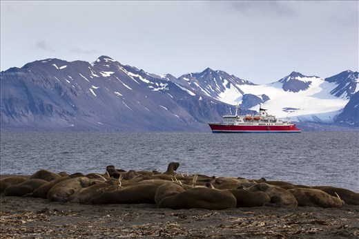 Sailing the Svalbard archipelago past vast open seas, unique geological landscape, and scores of ice can seem lonely.  There are plenty of animals to keep you company, like this unexpected walrus haul out found on a tiny sandy island in one of the bays.