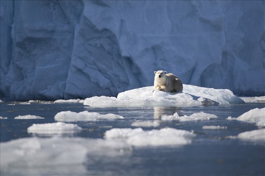 There is no guarantee of seeing a polar bear on a trip to the arctic.  With a little luck and great timing though a tiny white spot in the horizon becomes an extraordinary creature up close.  Whilst visiting this glacial bay, this young male stopped his afternoon swim to climb on an iceberg to bask in the sunlight and allow us to come and have a closer look. 