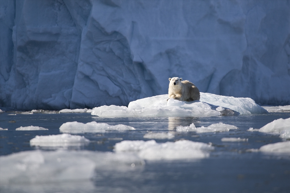 There is no guarantee of seeing a polar bear on a trip to the arctic.  With a little luck and great timing though a tiny white spot in the horizon becomes an extraordinary creature up close.  Whilst visiting this glacial bay, this young male stopped his afternoon swim to climb on an iceberg to bask in the sunlight and allow us to come and have a closer look. 