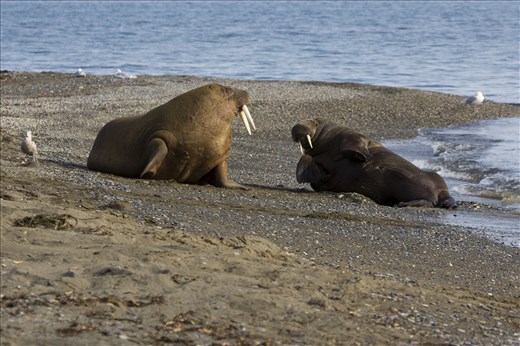 In the expanse of the archipelago, Walrus' are often only seen tightly huddled together in a pack, barely raising a flipper or tusk.  When they separate from the pack though they are a joy to watch.  These 2 eventually came to us as the first slowly rolled down the embankment one after each other, yelping and flipping at each other to move or follow along, wiggling in the warm stones, until both were in the water and swimming our way. 