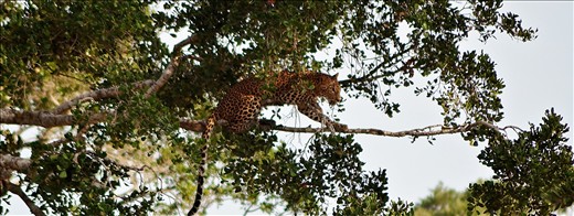 lepet in  yala sri lanka