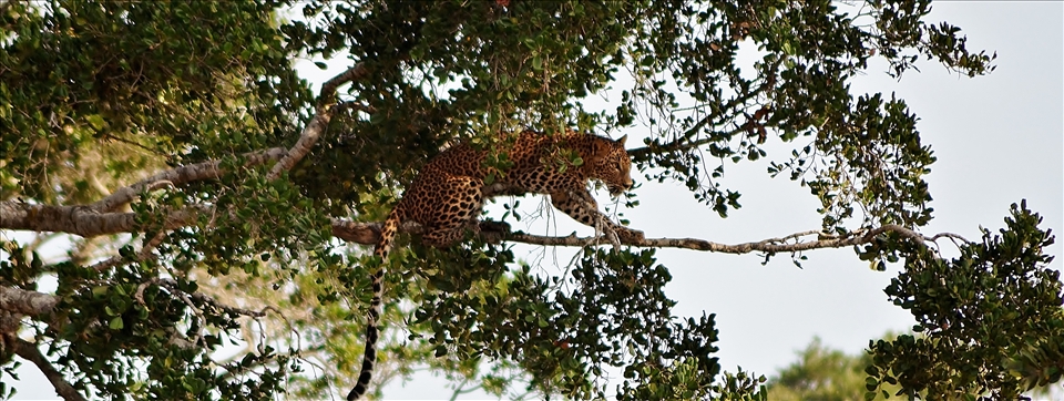 lepet in  yala sri lanka