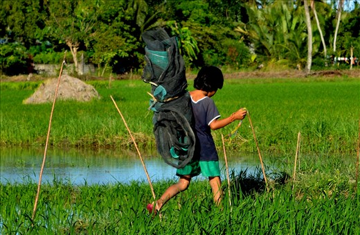 A motherless kid in our barangay who takes home the net that her father used in drying under the sun the rice they harvested.