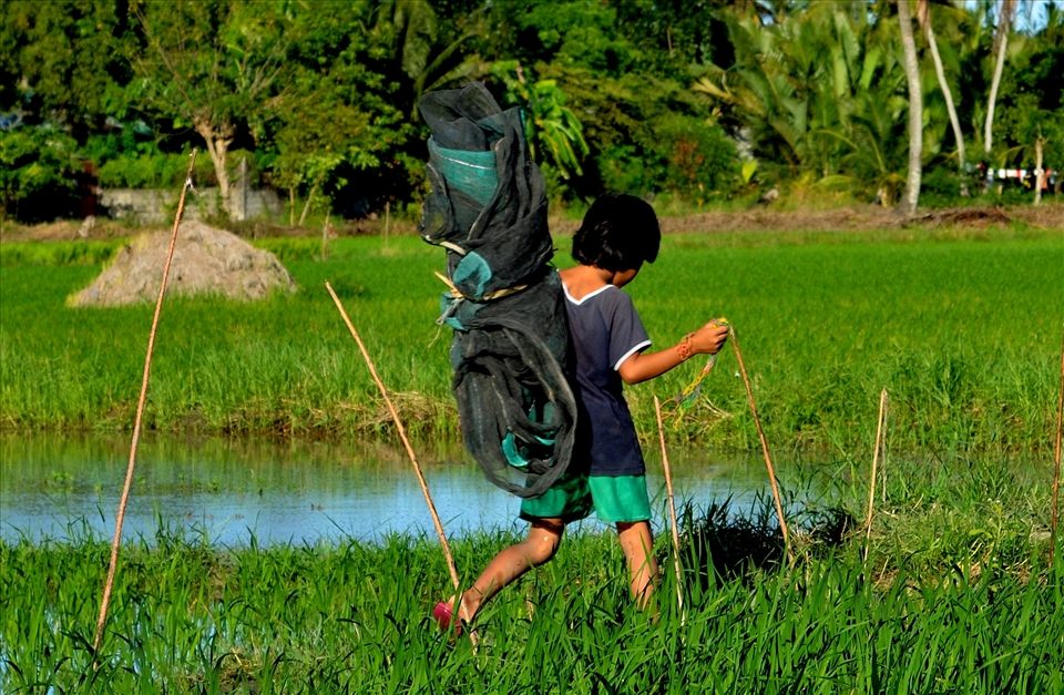 A motherless kid in our barangay who takes home the net that her father used in drying under the sun the rice they harvested.