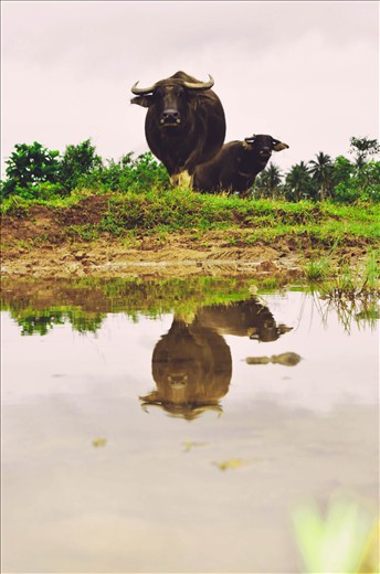 Philippines most wanted laborer