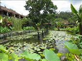 Jardin Monet indonesien: by alainc, Views[317]