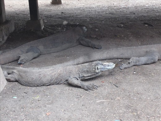les dragons de Komodo, pas des belles bibittes