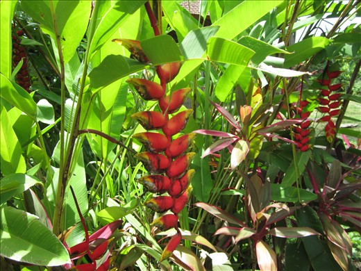 C`est quoi ces fleurs