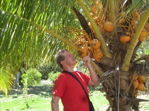 Boit fu lait de coco