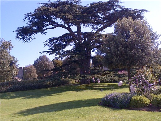 Cèdre du Liban à Amboise