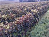 Des vignes et des vignes...: by alainc, Views[403]