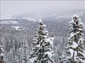 Mon beau sapin..: by alainc, Views[202]