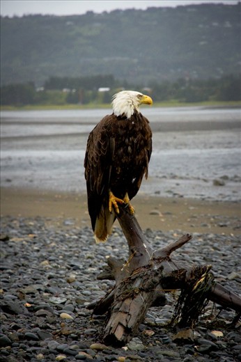I got a chance to take this photo of a Bold Head Eagle that was hanging out by the sea in Hommer, Alaska.