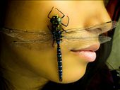 This beautiful dragon fly decided that my friend Amy would be the last living thing she would see...we found the dragon fly the next day at the same spot we left it, unfortunately without life.: by alaska, Views[1404]