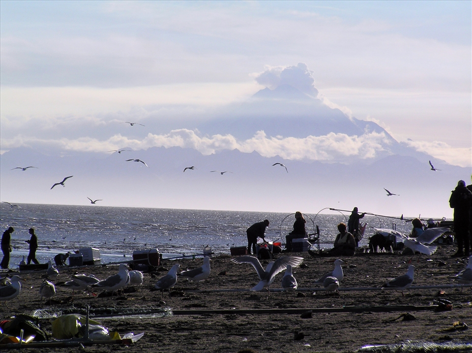 Dipnet fishing in Kenai with the active volcanoe mt. Redoubt in the back