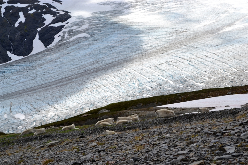 The goats enjoying fresh grass by Exit glacier