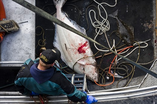 1 line, 2 fishes, 1 species, one big and one small, 2 different endings, one in the water another on the plate.