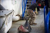 The fish was fighting and slamming for its life till the last drop of blood.: by alaskatrip, Views[261]