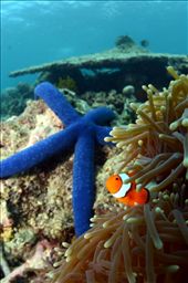 by albertbowman, Views[244]