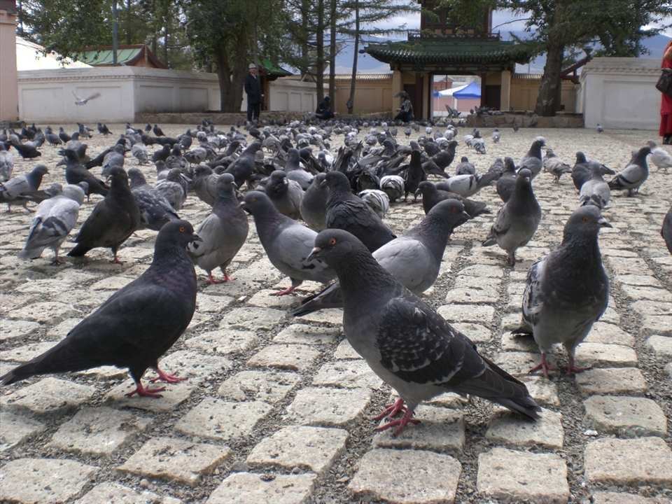 Usually birds run away from approaching humans, but in this enclosure of temples, they seemed very quiet. Animals show their feelings as well to the camera lenses. I am always attracted to them and to get as closer as possible to enjoy their beauty.