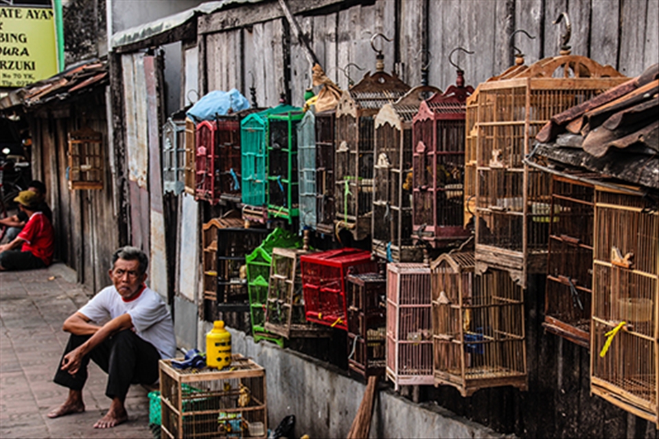 Cages Seller