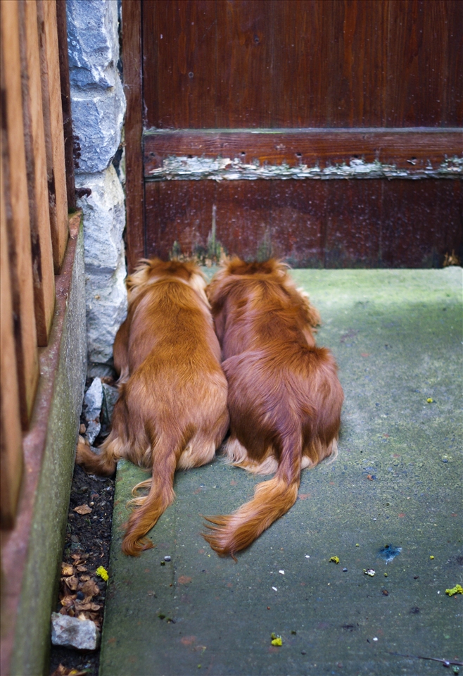 dogs crying at back garden doors as seeing kids playing on the street