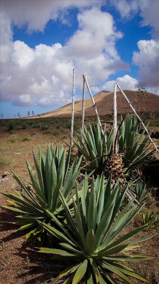 Fuerteventura, It isn't a green island, but you might find it interesting.