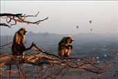 Picture taken during sunrise on top of the hill, Indu temple, Pushkar: by alessia, Views[410]