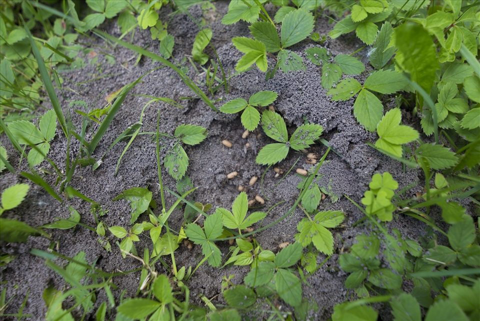 Little ant nest exposed. I tried getting closer but they'd crawl everywhere.