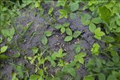 Little ant nest exposed. I tried getting closer but they'd crawl everywhere.: by alevitas, Views[424]