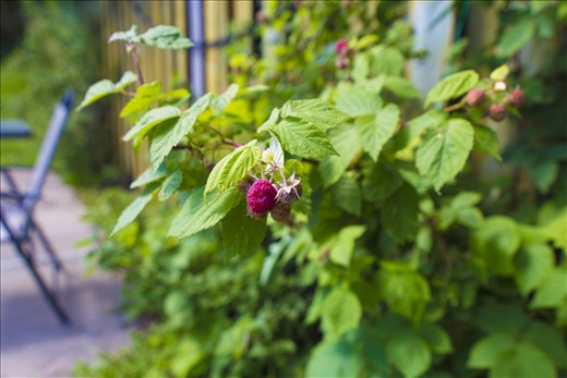 I love the colours of the raspberries.