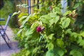 I love the colours of the raspberries.: by alevitas, Views[239]