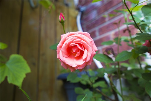 A pretty rose hidden away in the corner for those willing to search.