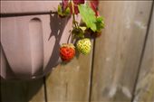 Sweet strawberries! Not ripe yet...: by alevitas, Views[310]