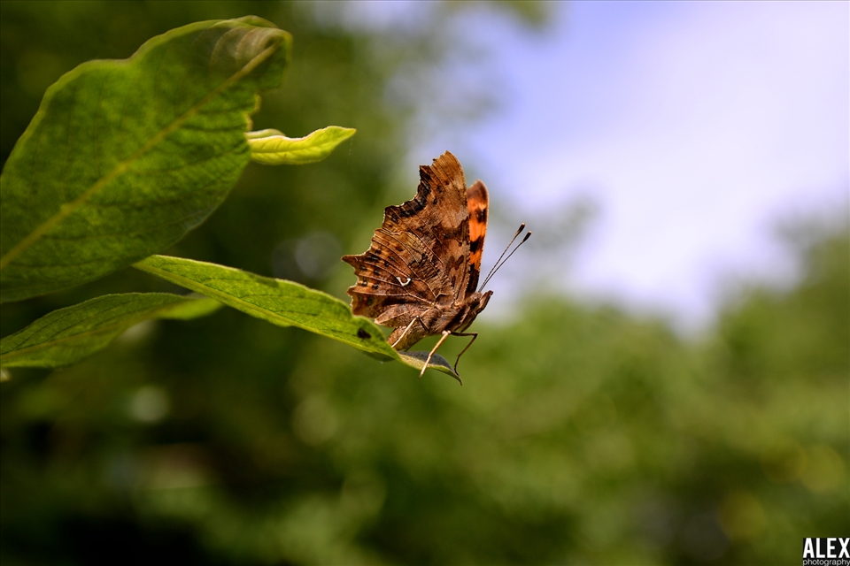 Since I don't have Macro lens, I used 14-24mm lens and cropped huge D800 photo