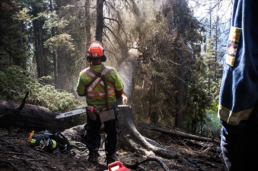 Falling the danger trees to access the fire